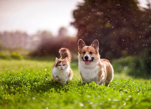 dog-and-cat-walking-in-field