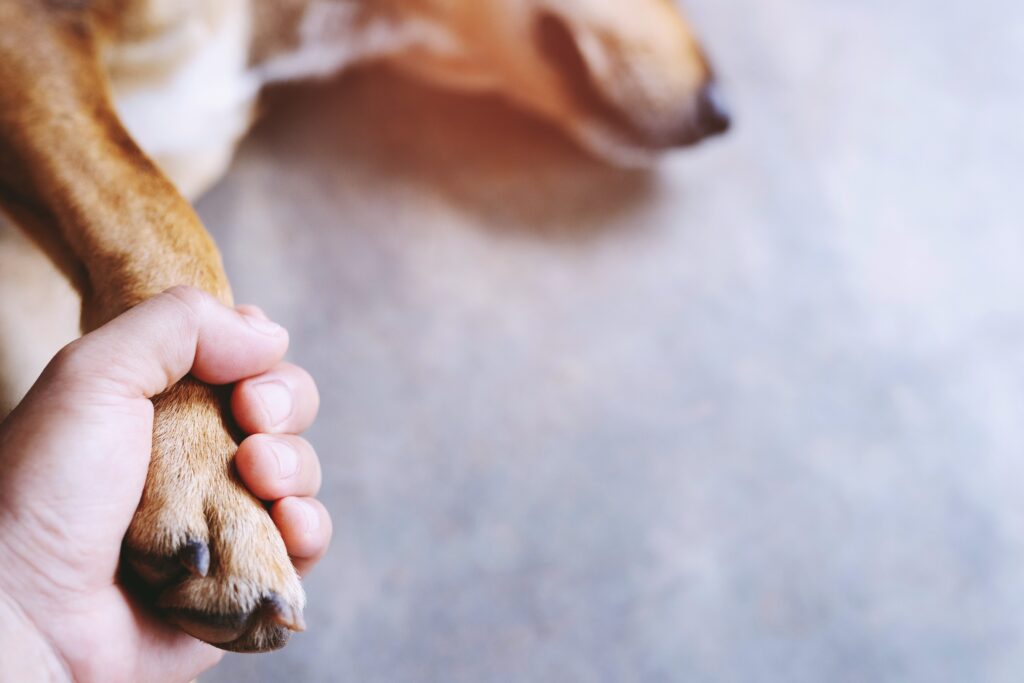 Owner Petting His Dog, Hands Holding Paws Dog Are Taking Shake Hand Together While He Is Sleeping Or Resting With Closed Eyes. Empty Space For Text.