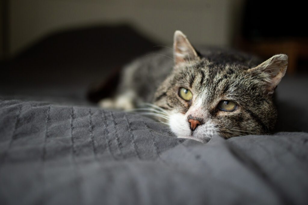 Cute Aged Cat Lying On Bed At Home