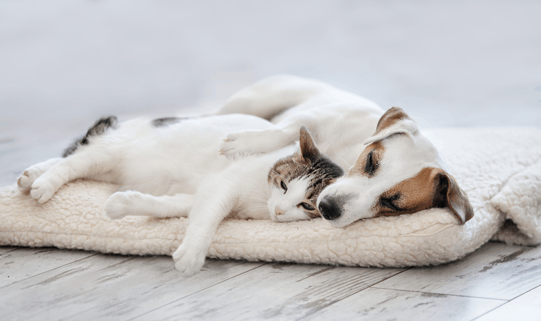 Cat Dog Laying Together