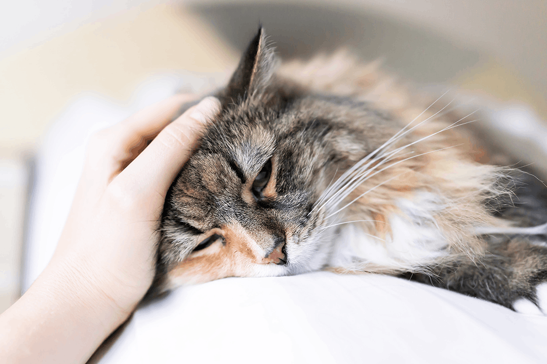 Sick Cat With Low Eyes Sleep