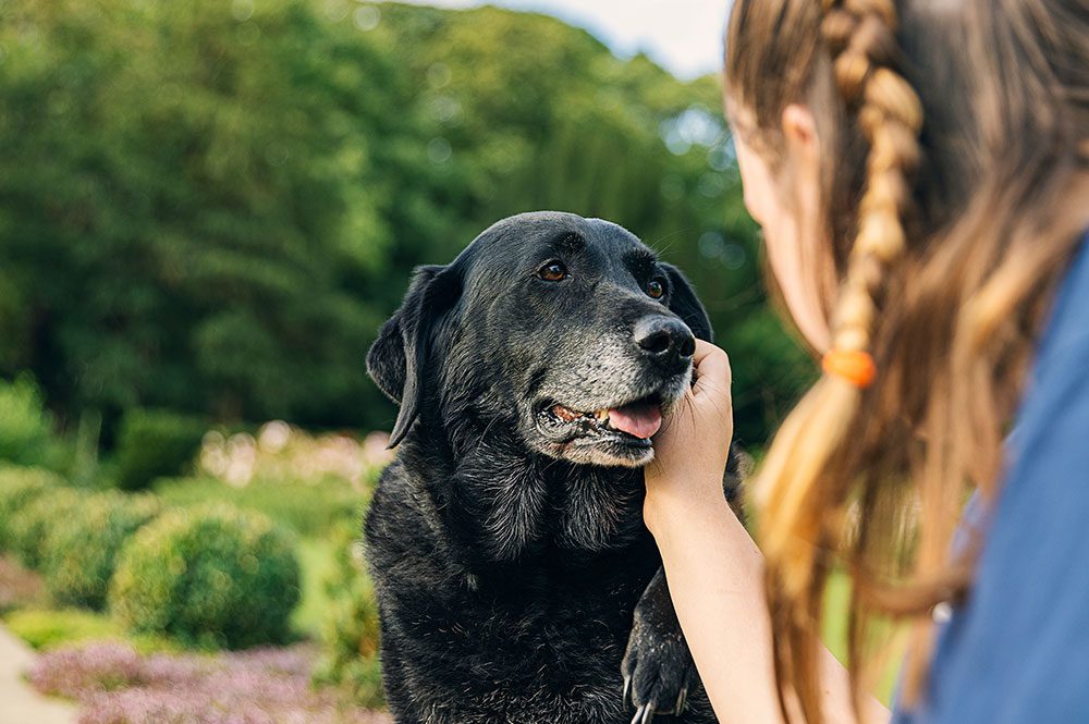 woman petting large senior black dog outdoors